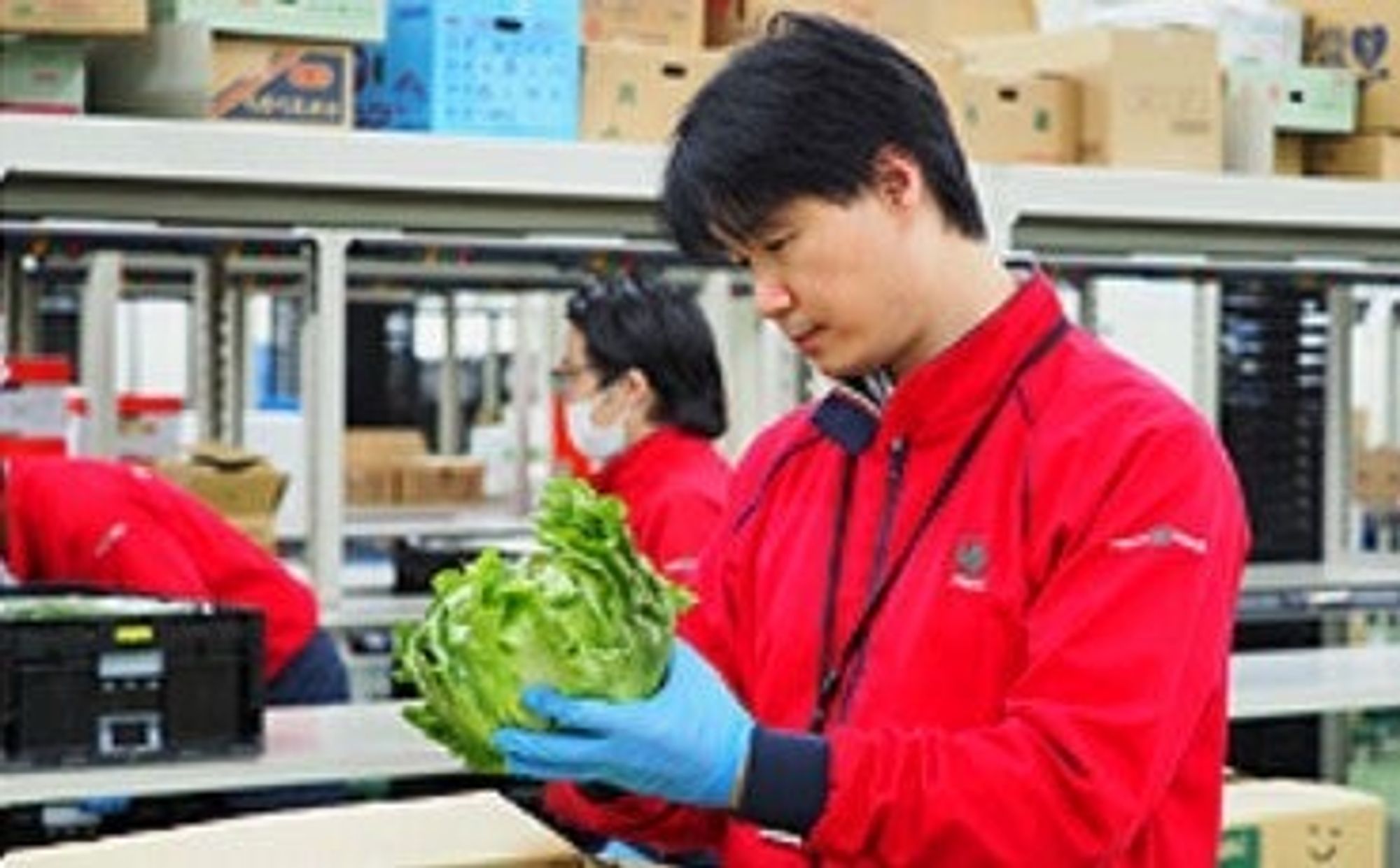 野菜のピッキングスタッフ／駅から5分／未経験歓迎の9枚目の画像